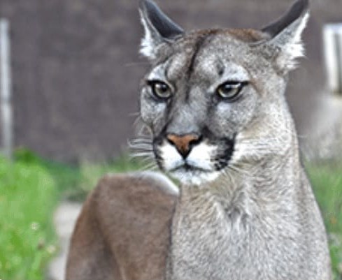 Puma americká
